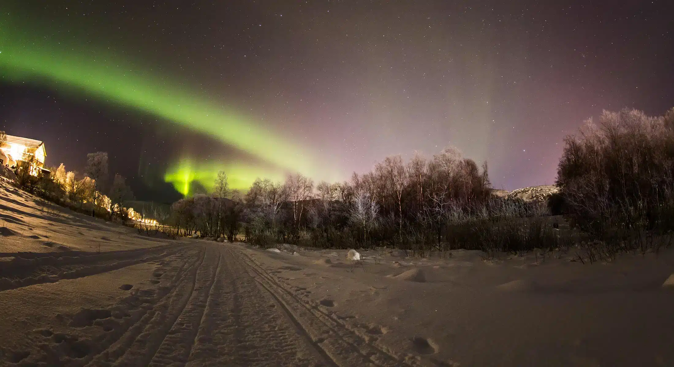 Grønne nordlys strekker seg over et snødekt landskap med trær under en stjerneklar nattehimmel.